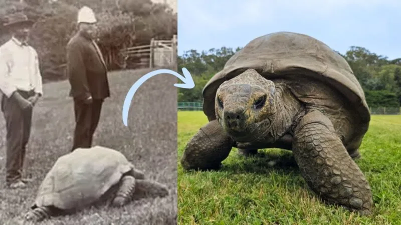 Aos 194 anos, Jonathan a tartaruga-gigante mais velha do mundo surpreende com nova fase amorosa